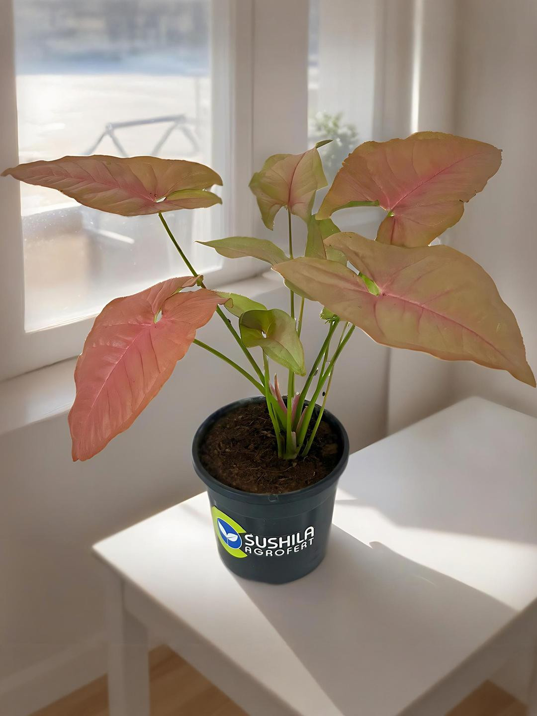 SUSHILA AGROFERT Syngonium Live Pink Plant