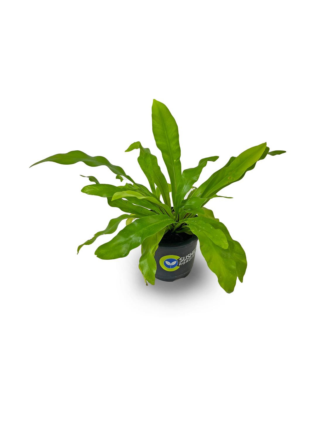 SUSHILA AGROFERT Green Birds Nest Fern Live Plant Natural Ornamental Home Decor Plant