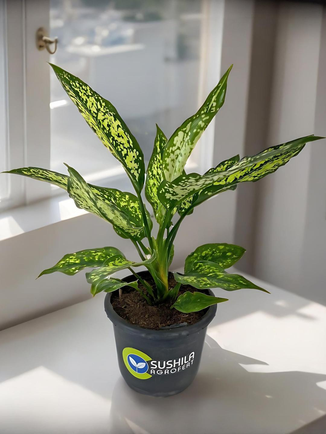 SUSHILA AGROFERT Aglaonema Snow White Ornamental Live Plant Garden Accessories