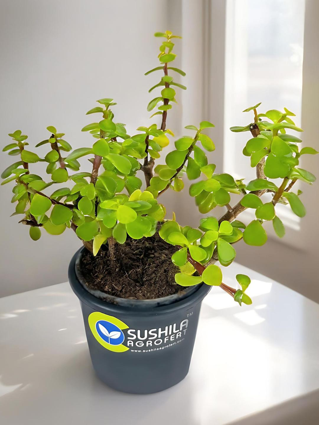 SUSHILA AGROFERT Jade Plant with Pot