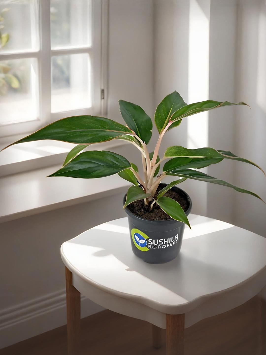 SUSHILA AGROFERT Aglaonema Black Lipstick Live Plant With Pot
