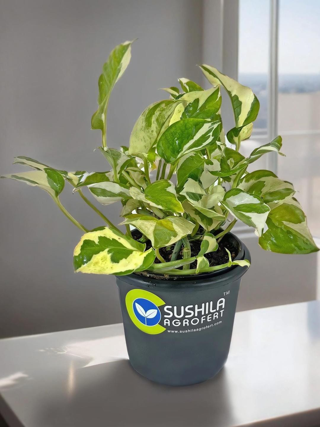 SUSHILA AGROFERT Money Plant