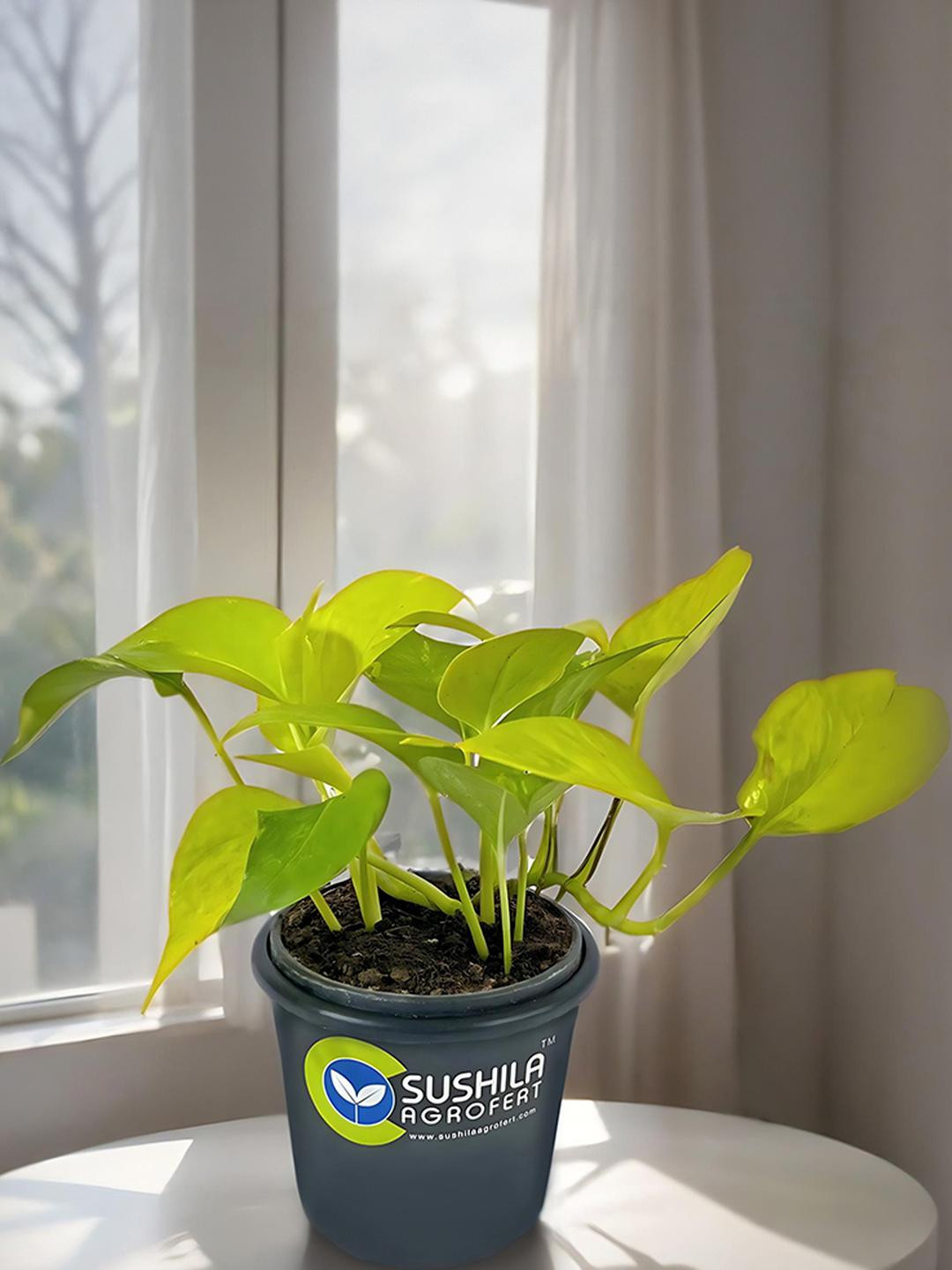 SUSHILA AGROFERT Golden Money Plant
