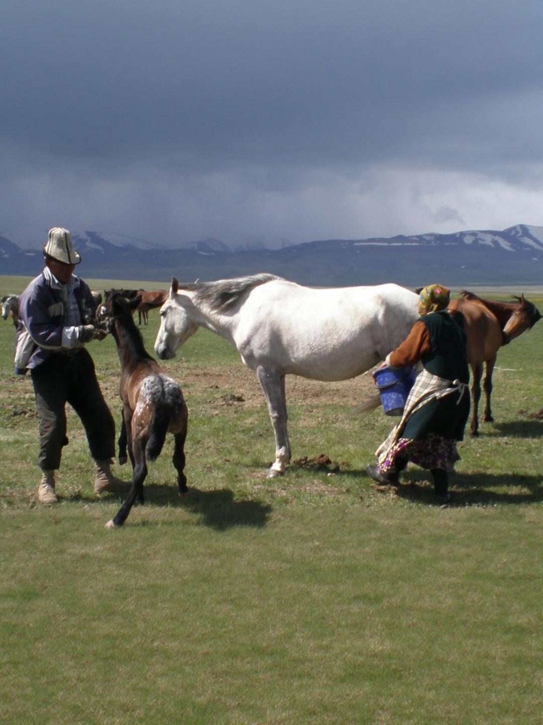 ASTRO-D Horse Milk,for Pooja 10 ML (vadik & Lal Kitab Remedy)