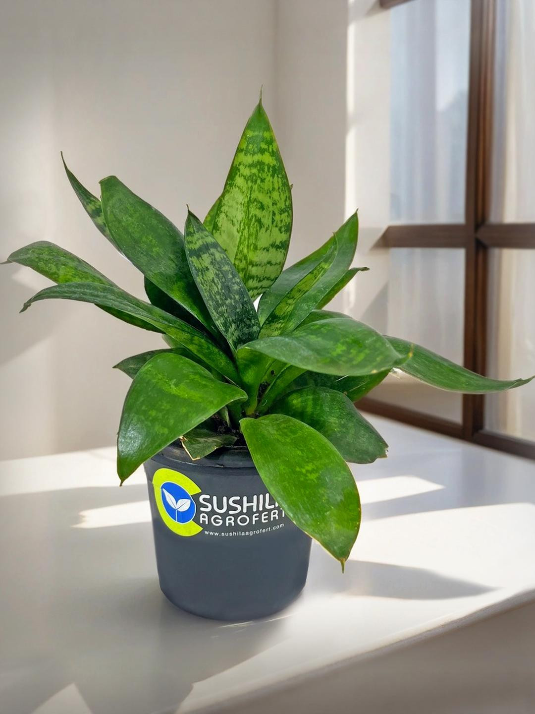 SUSHILA AGROFERT Live Snake Plant With Pot
