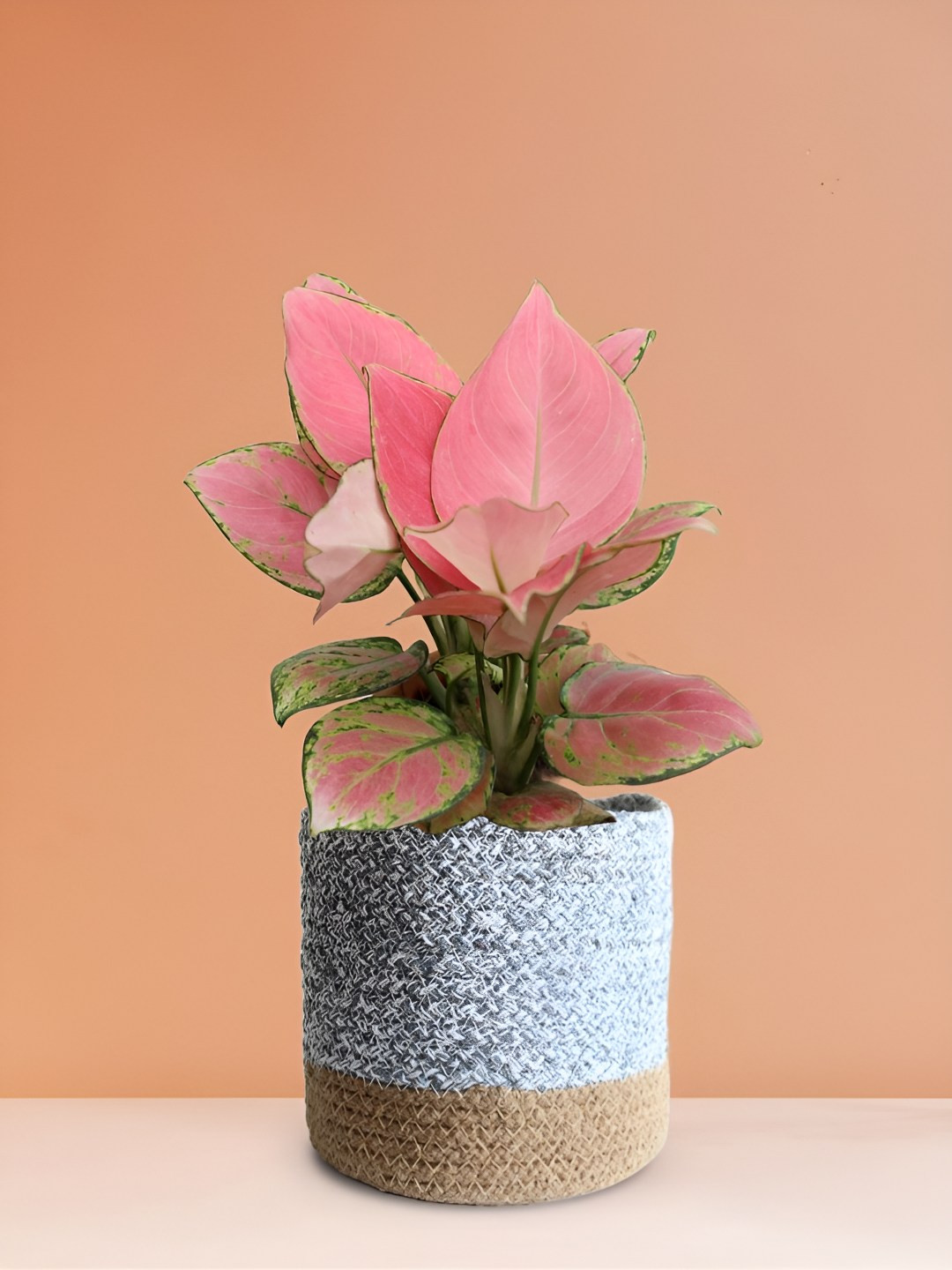 Greenkin Grey & Pink Aglaonema Plant With Jute Planter Basket