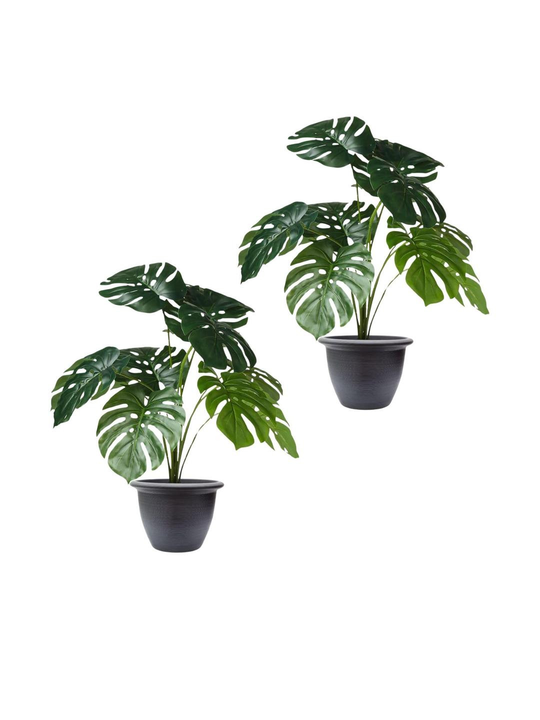 Go Hooked Pack of 2 Artificial Monstera Plant with complimentary Nursery Pot