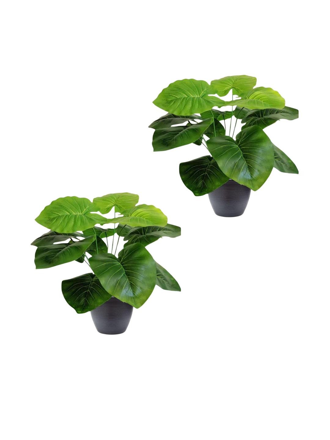 Go Hooked Pack Of 2 Green Artificial Monstera Plant with complimentary Black Nursery Pot