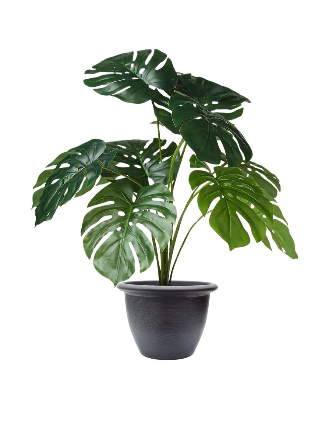 Artificial Monstera Plant with complimentary Nursery Pot (12 Patterned Leaves)