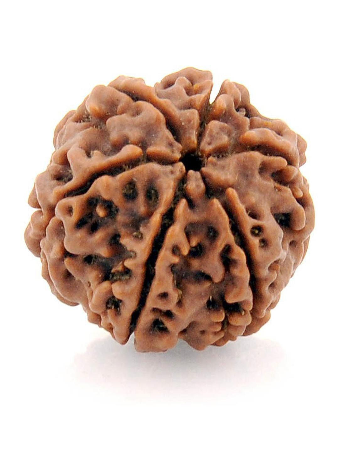 RAVIOUR LIFESTYLE Circular Rudrksh Pendants