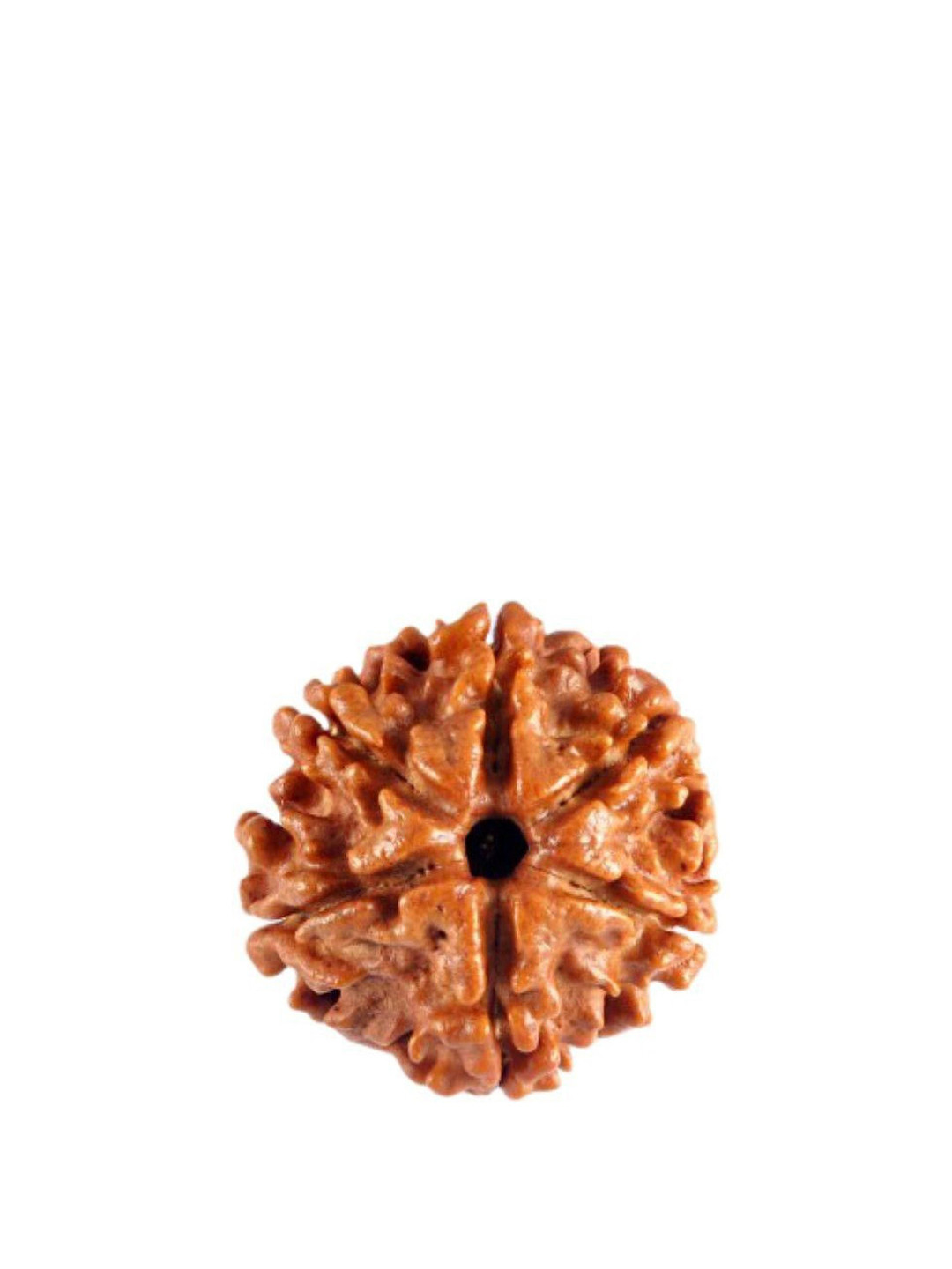 GenZcomplex Unisex Six Mukhi (6 face) Rudraksha Pendant