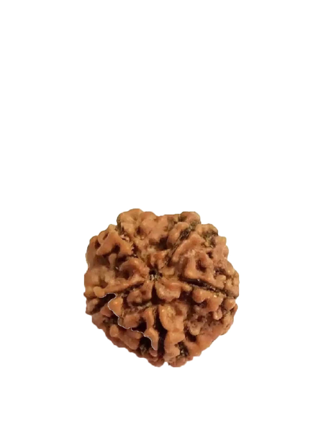 GenZcomplex Five Mukhi Rudraksha