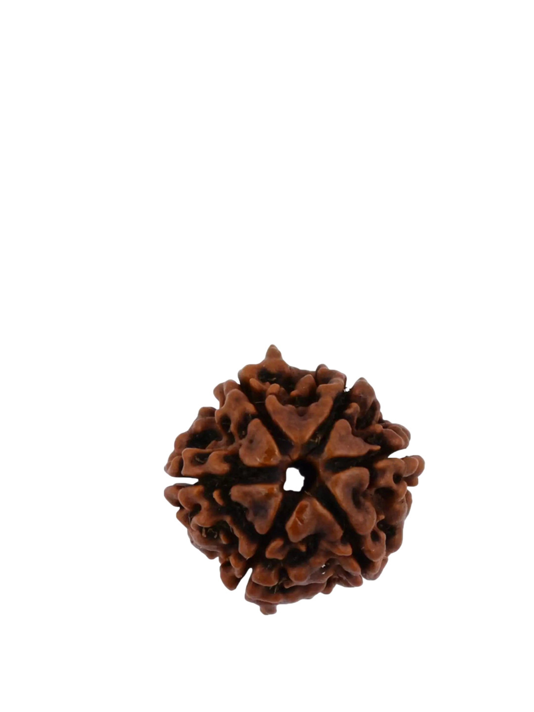 GenZcomplex Unisex Natural Six Mukhi Rudraksha Circular Pendants