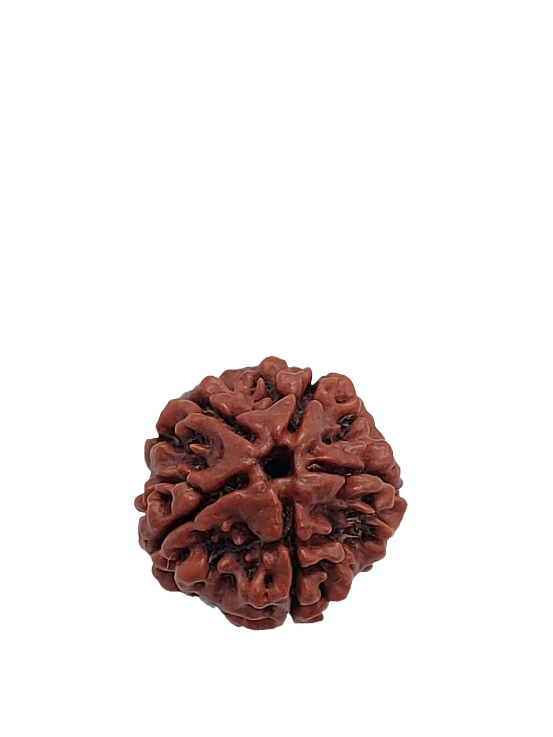 GenZcomplex Unisex Six Mukhi (5 face) Rudraksha Pendant