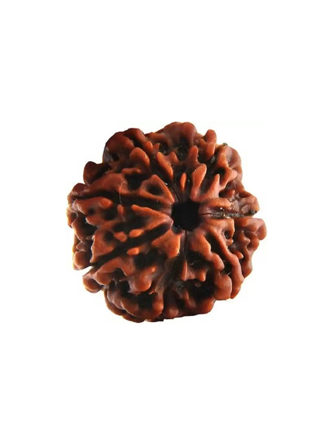 GenZcomplex Unisex Saat Mukhi Circular Shaped Rudraksha Pendant