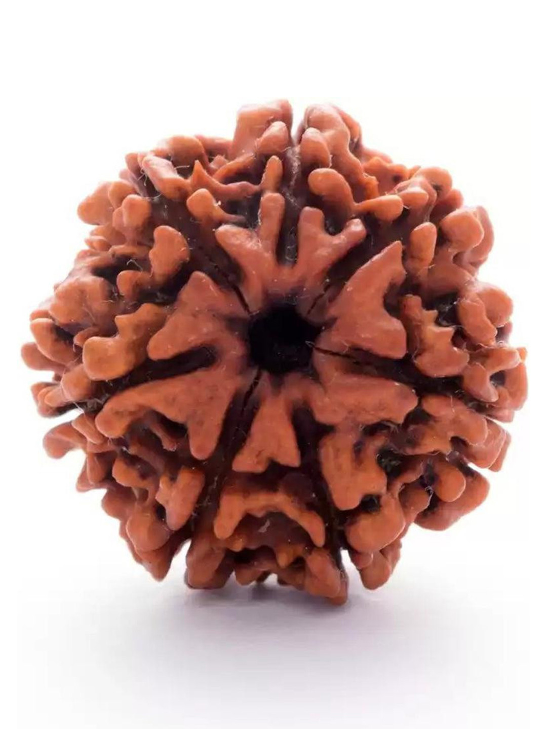 GenZcomplex Unisex 7 Mukhi Circular Rudraksha Pendant