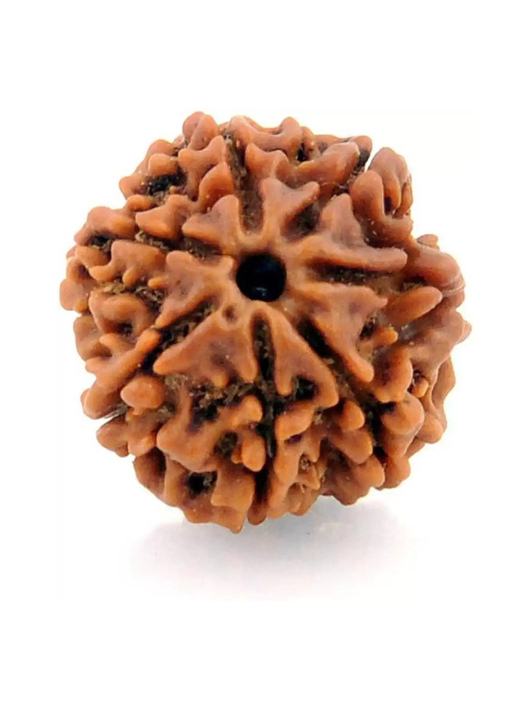 GenZcomplex Unisex Seven Mukhi Contemporary Rudraksha Pendant