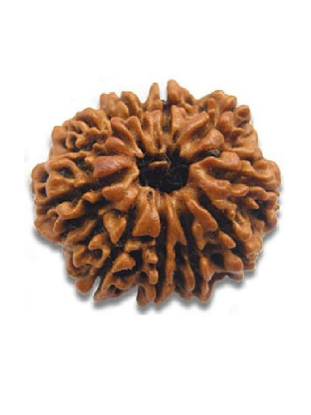 AURRA STORES Spherical 10 Mukhi Rudraksha Pendants