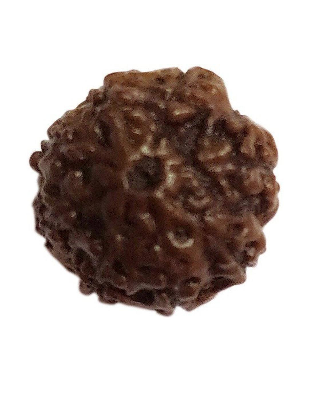 AURRA STORES 8 Mukhi Rudraksha Pendants