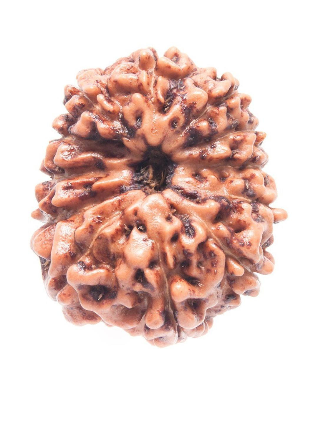 AURRA STORES 12 Mukhi Rudraksha Pendant