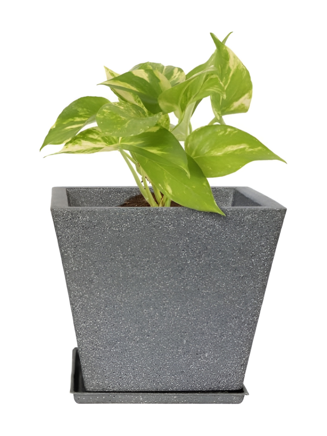 GARDEN'S NEED Jaguar Greece Grey Planters With Tray