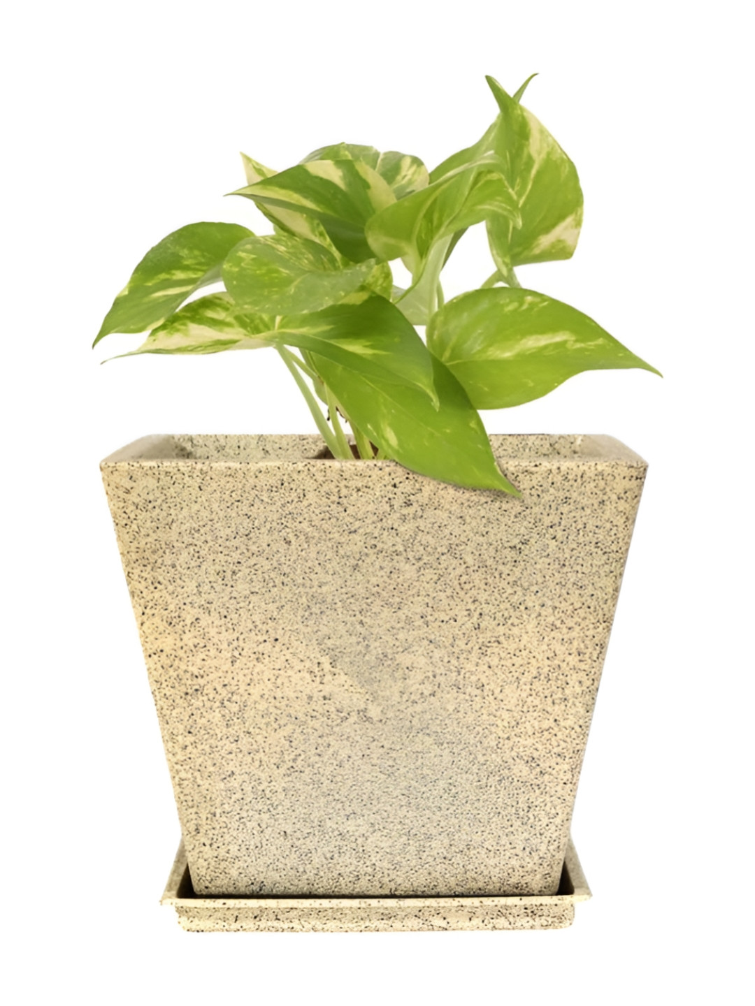 GARDEN'S NEED Jaguar Greece Beige Planter With Tray