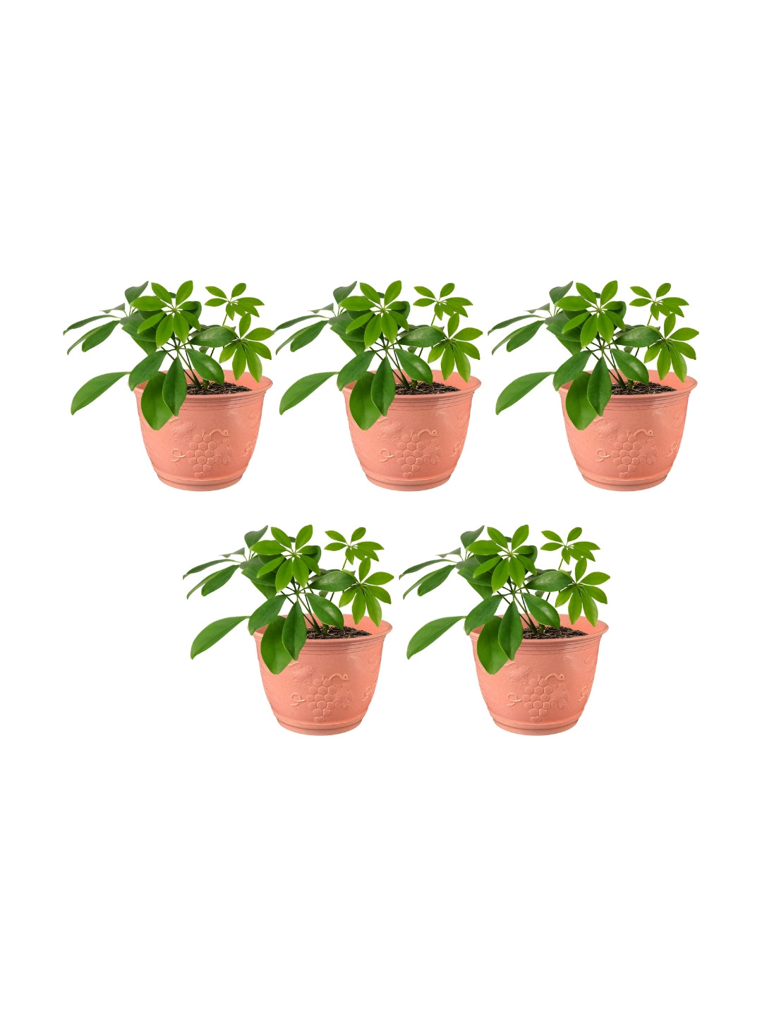 GARDEN'S NEED Set Of 5 Peach-Colored Textured Durable Planters