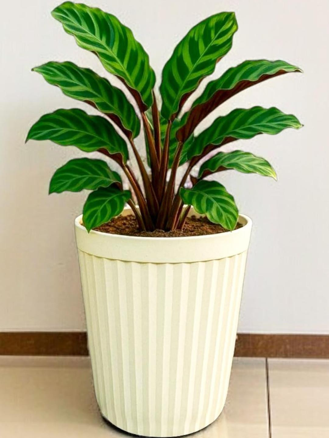 Plastic Planter Pot for Indoor Outdoor Plants 14 Inch Flower Pot (Pack of 1)