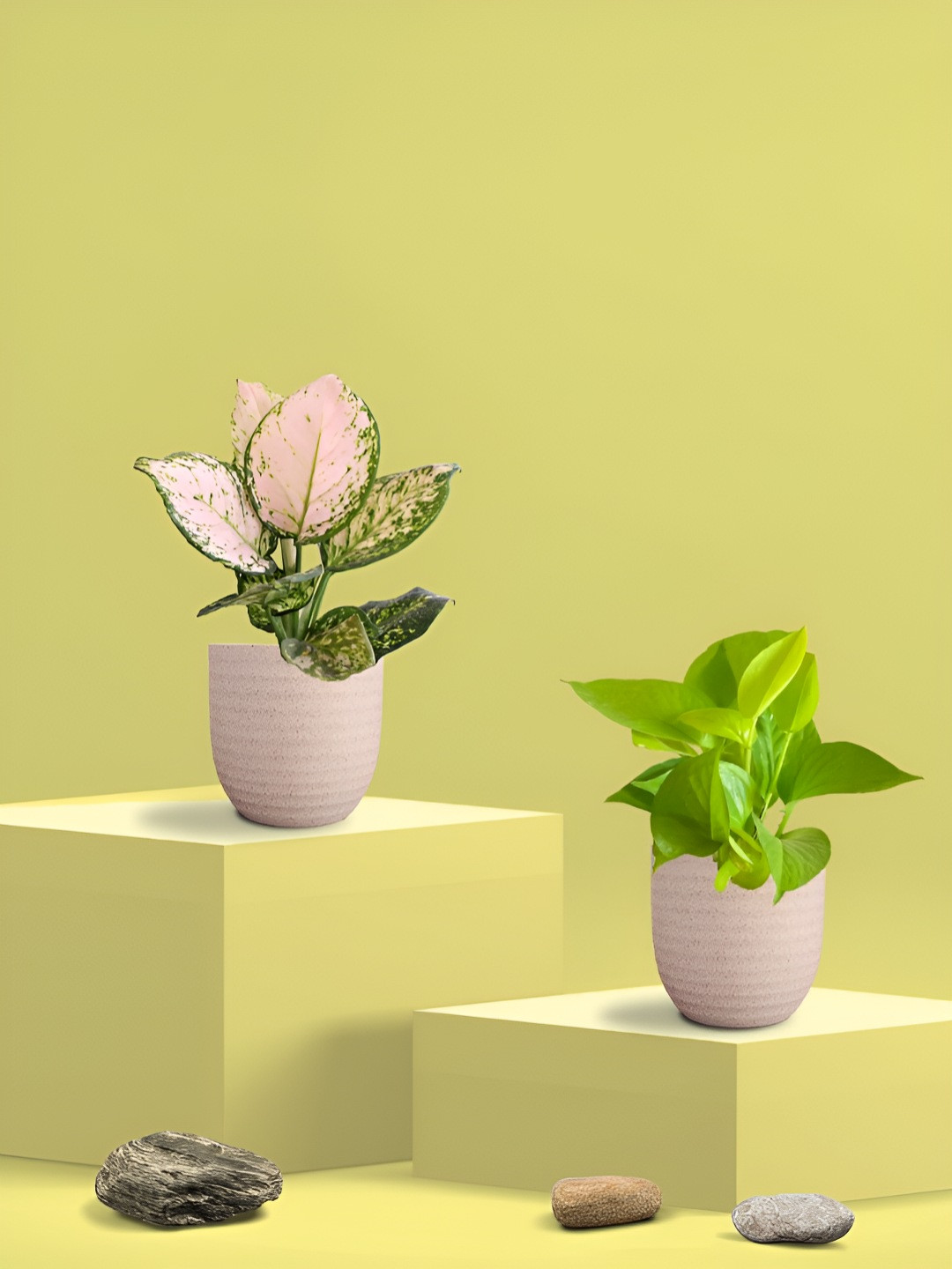 Greenkin Green & Cream Coloured 2 Pieces Indoor King Money & Aglaonema Plant With Eco Pot