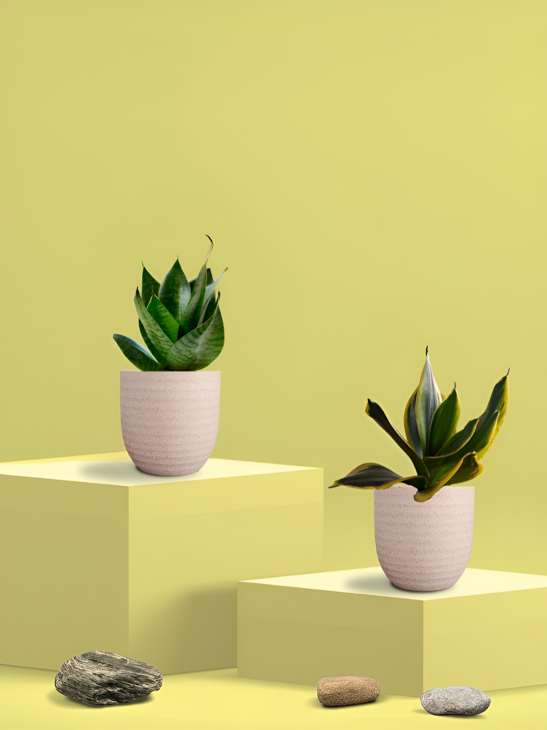 Greenkin Green & Cream Coloured 2 Pieces Indoor Snake Live Plant With Eco Pot - 22 cm