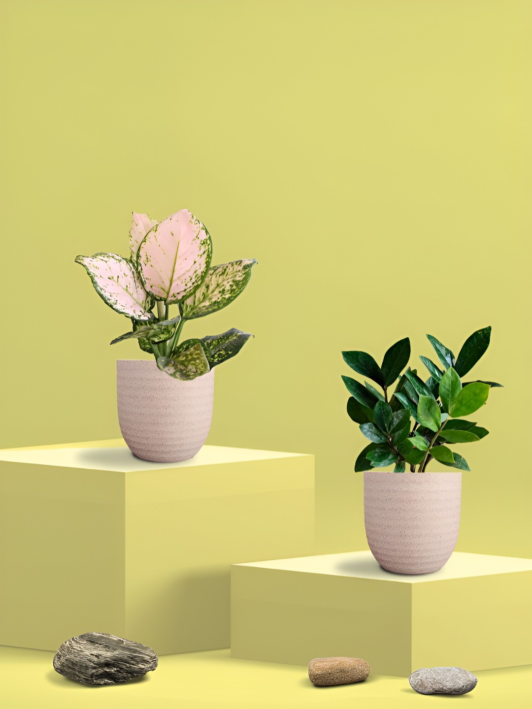 Greenkin Green & Cream Coloured 2 Pieces Indoor Zamia & Aglaonema Live Plant With Eco Pot