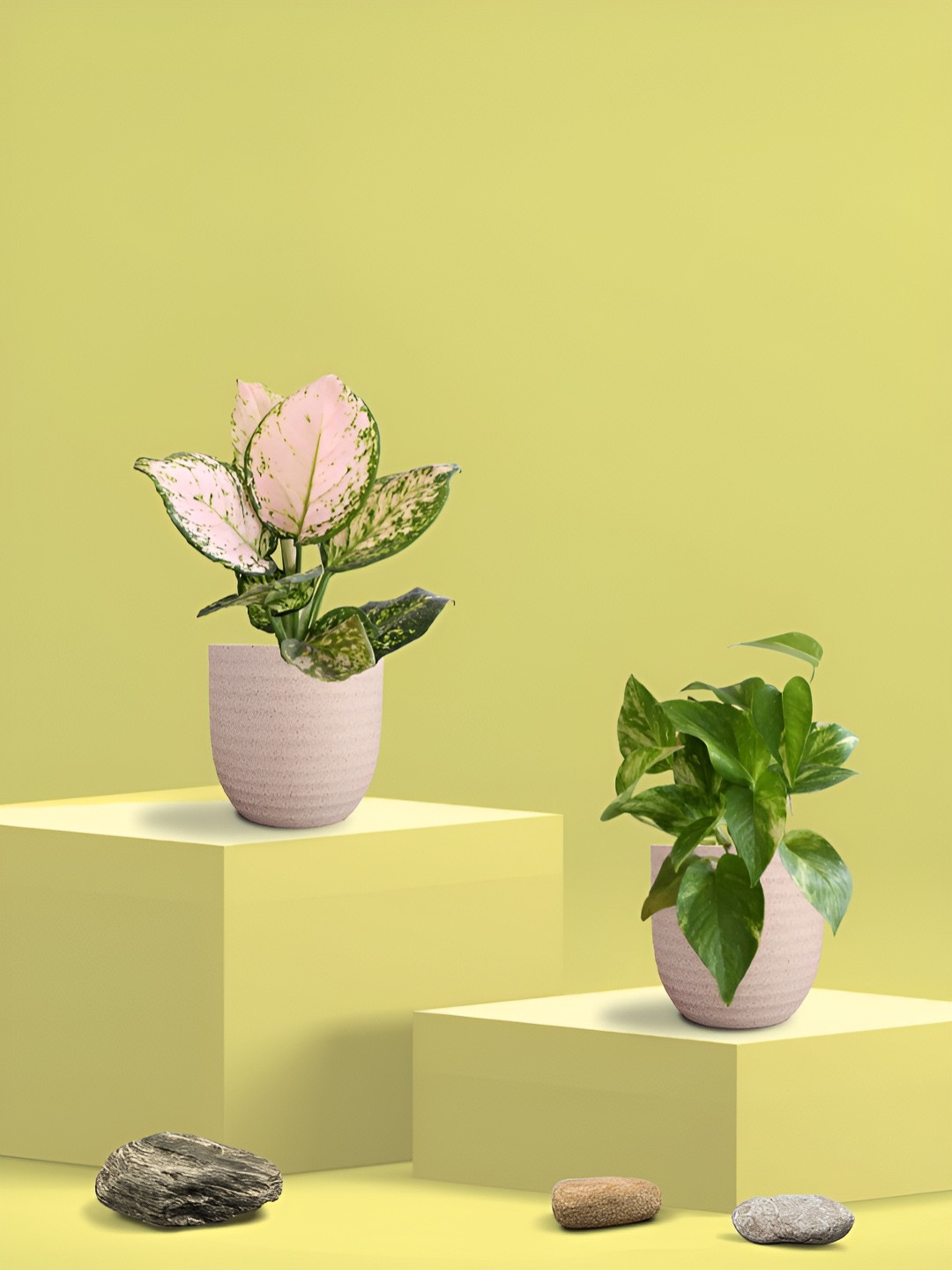 Greenkin Green & Cream Coloured 2 Pieces Indoor King & Wishes Live Plant With Eco Pot