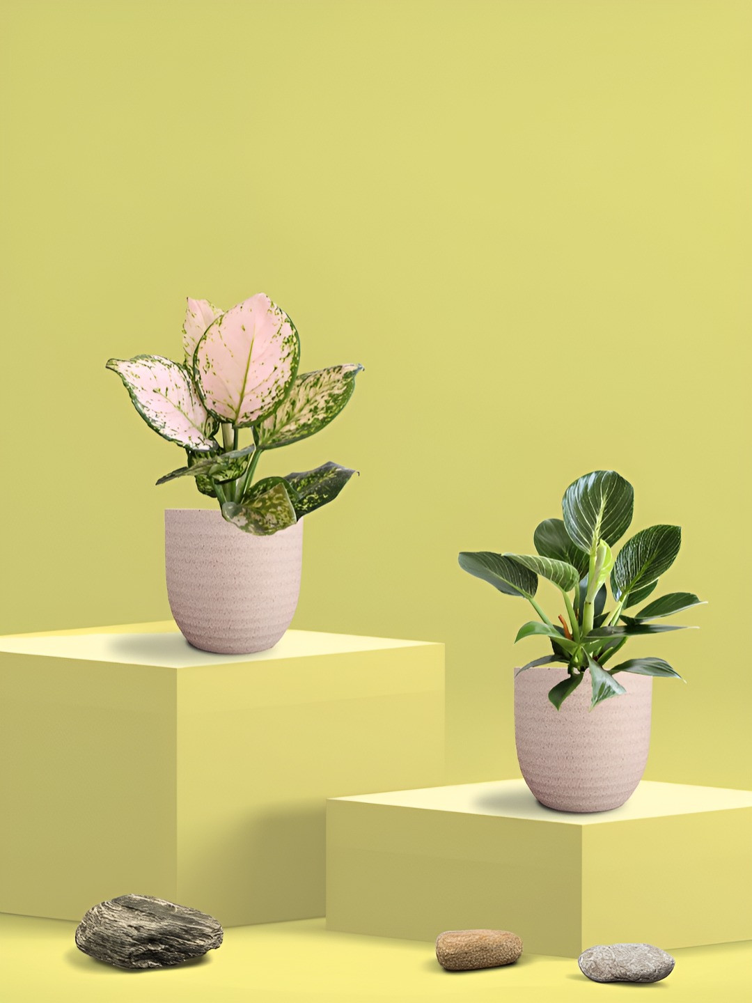 Greenkin Green & Cream 2 Pieces Indoor Aglaonema Wishes & Birkin Live Plant With Eco Pot