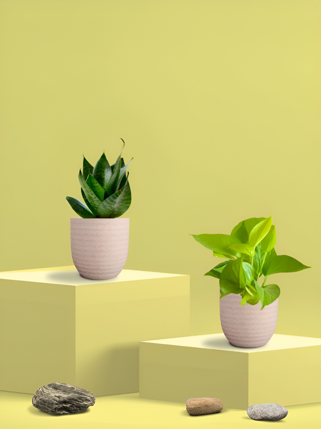 Greenkin Green & Cream Coloured 2 Pieces Indoor Snake & Pothos Live Plant With Eco Pot