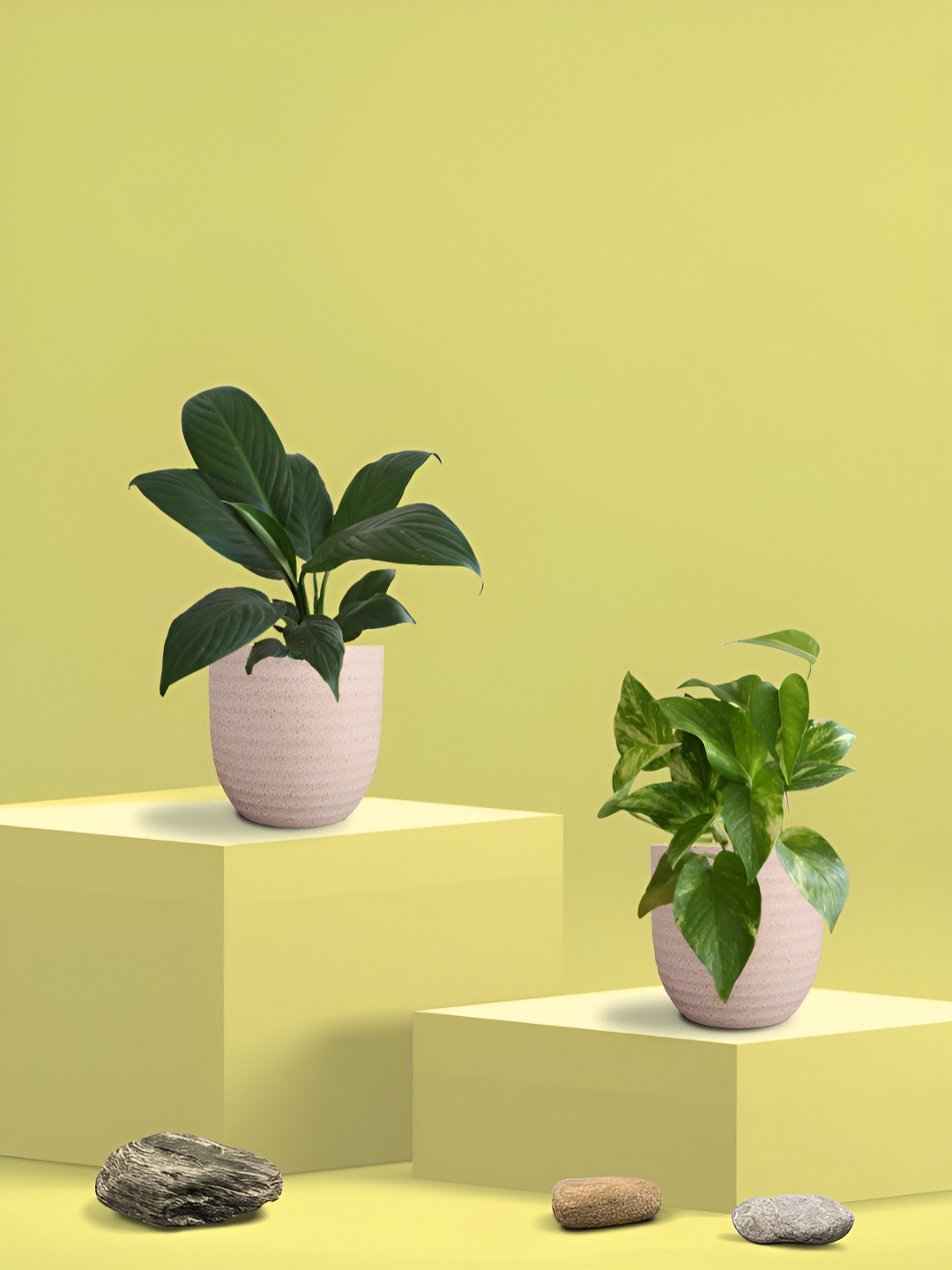 Greenkin Green & Cream Coloured 2 Pieces Indoor  King & Peace Lily Live Plant With Eco Pot
