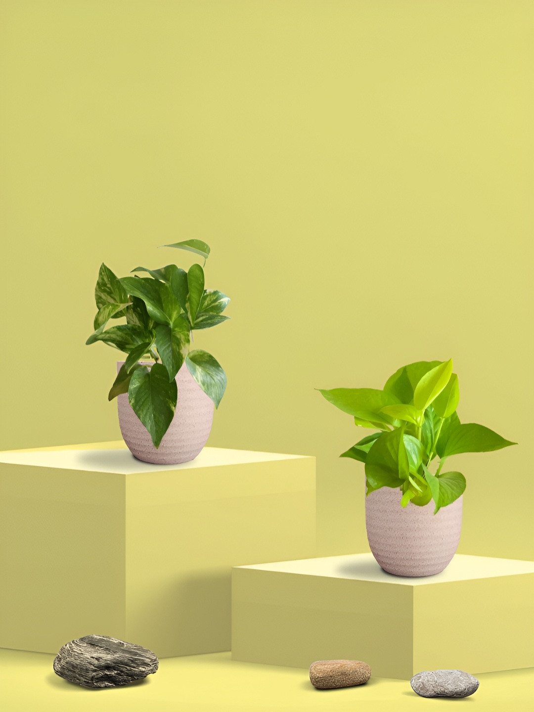 Greenkin Green & Cream Coloured 2 Pieces Indoor King Money Plant With Eco Pot - 22 cm