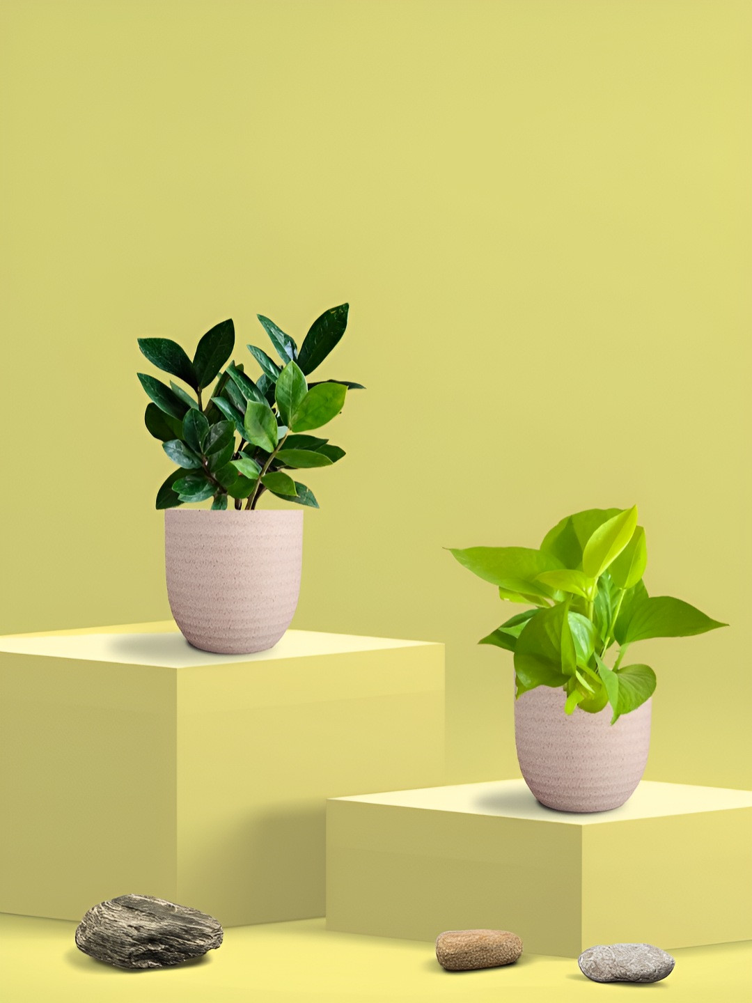 Greenkin Green & Cream Coloured 2 Pieces Indoor Money & Zamia Live Plant With Eco Pot