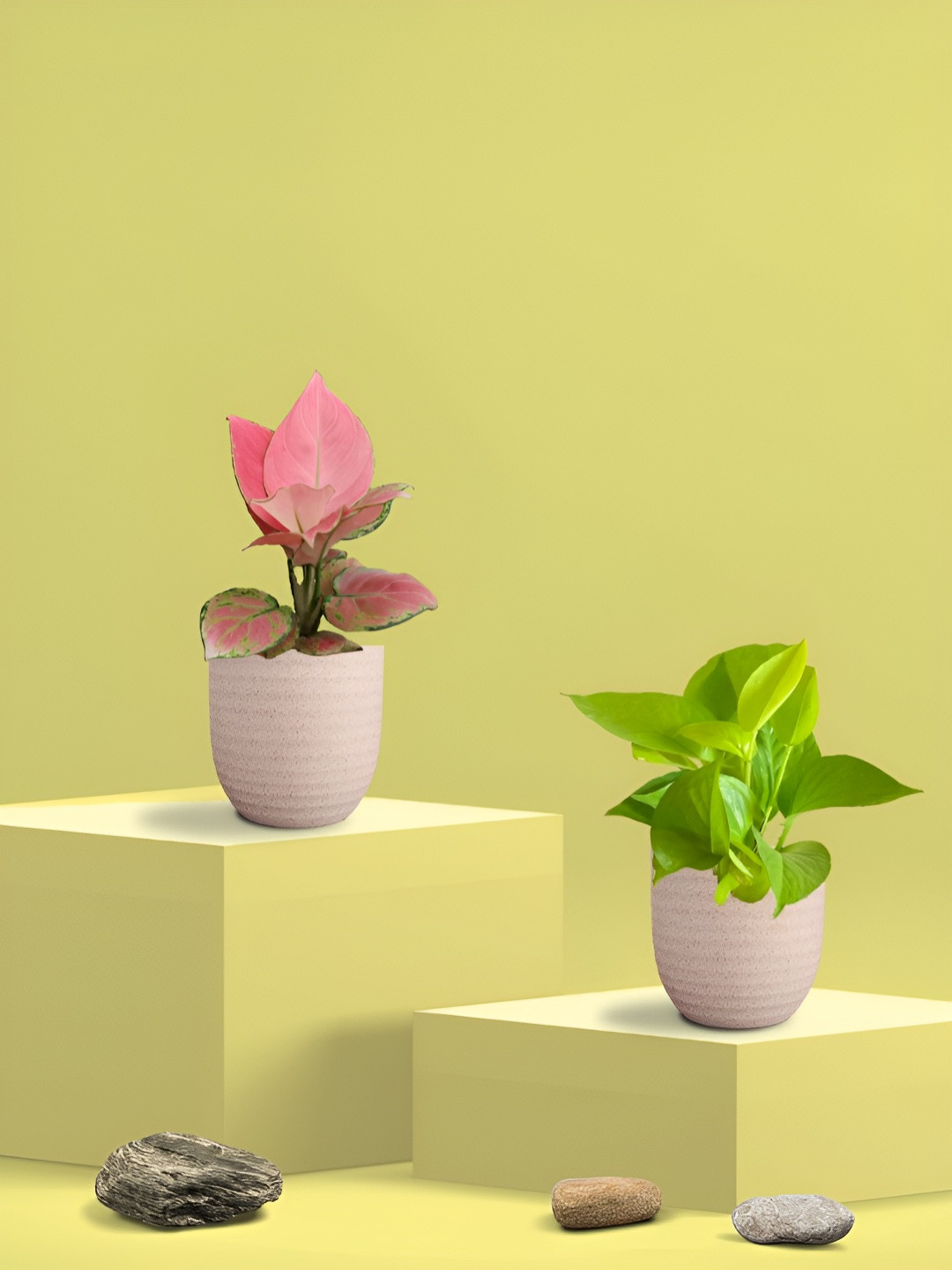 Greenkin Green & Pink 2 Pieces Indoor Money Live Plant With Eco Pot - 22 cm