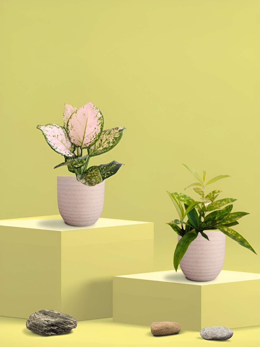 Greenkin Green & Cream Coloured 2 Pieces Bamboo Dust & Wishes Live Plant With Eco Pot