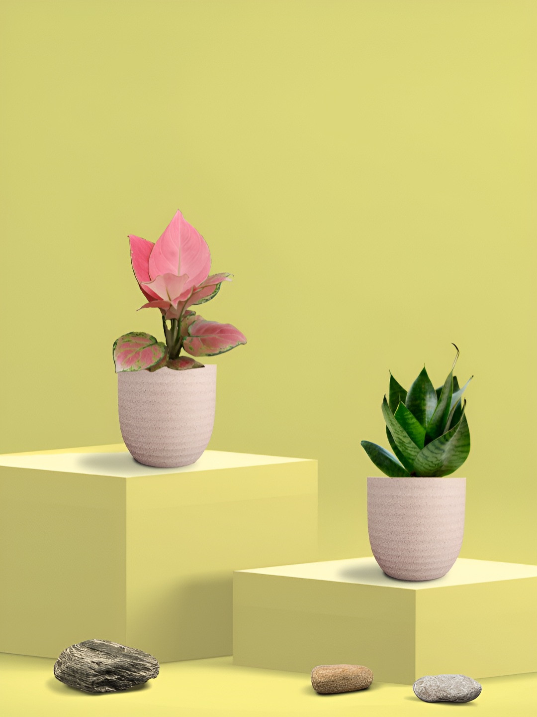 Greenkin Green & Pink 2 Pieces Indoor King Snake & Aglaonema Plant With Eco Pot - 22 cm