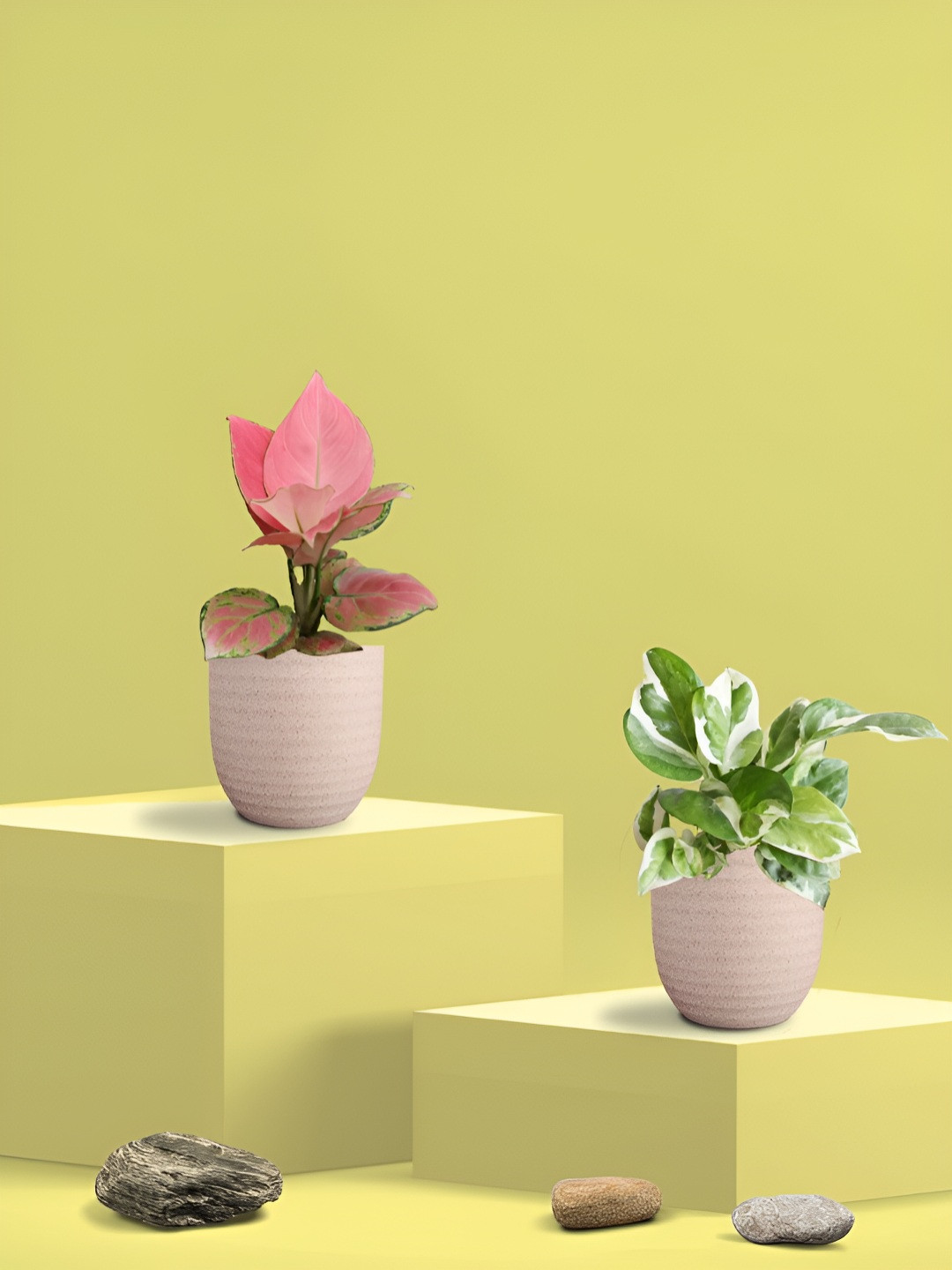 Greenkin Green & Cream Coloured 2 Pieces Indoor Njoy Money Live Plant With Eco Pot - 22 cm