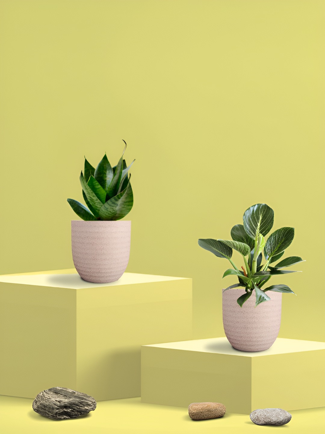 Greenkin Green & Cream Coloured 2 Pieces Indoor Snake Plant & Birkin Live Plant With Pot