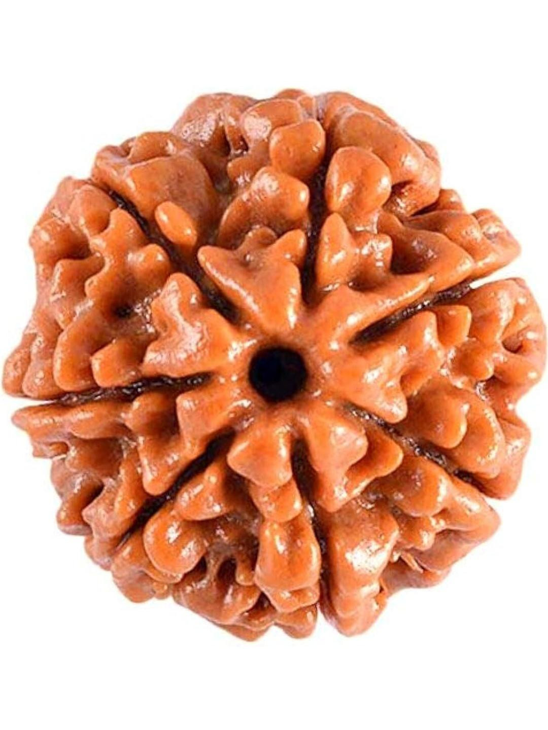Gems Guru 7 Mukhi Brown Rudraksh Pendants
