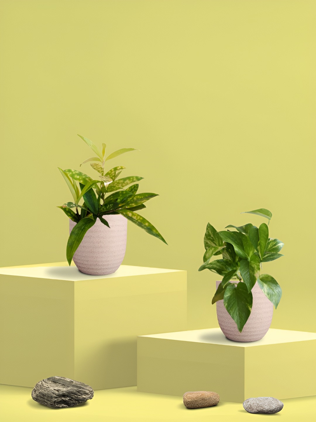 Greenkin Green 2 Pieces Indoor King Plant & Bamboo Dust Live Plant With Eco Pot - 22 cm