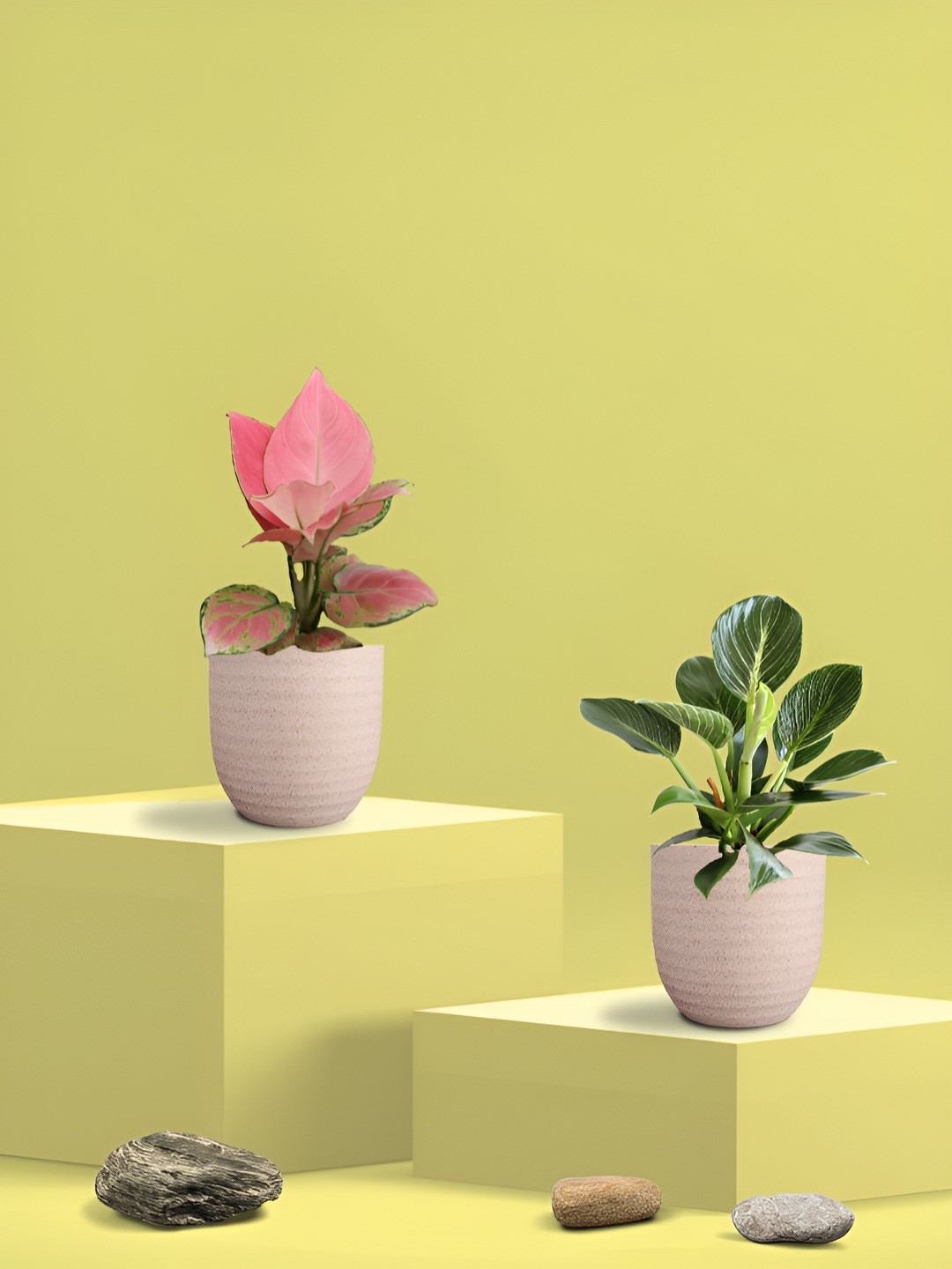 Greenkin Green & Pink 2 Pieces Indoor Aglaonema & Birkin  Live Plant With Eco Pot - 22 cm