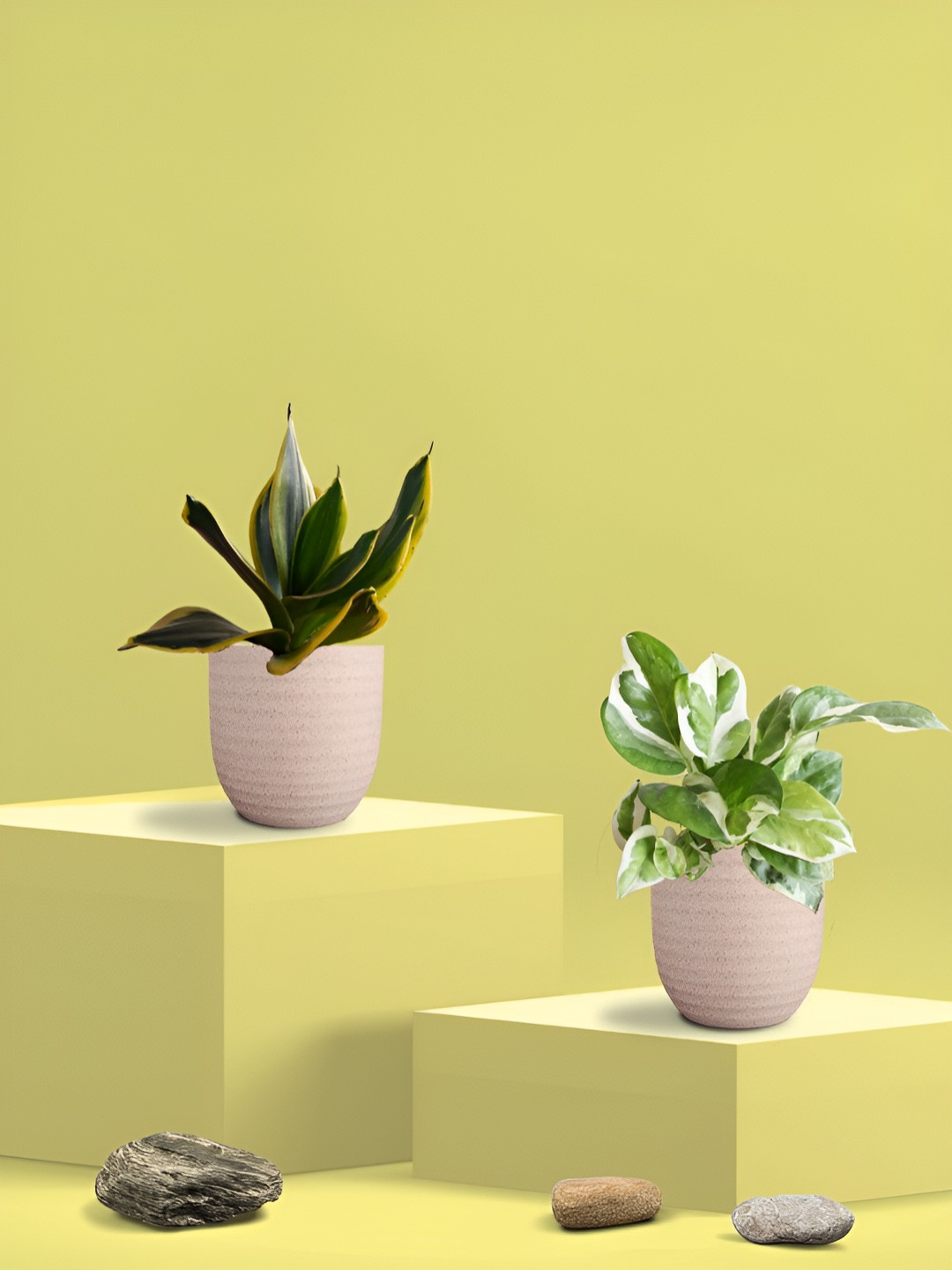 Greenkin Green & Cream Coloured 2 Pieces Indoor Snake & Njoy Money Live Plant With Eco Pot