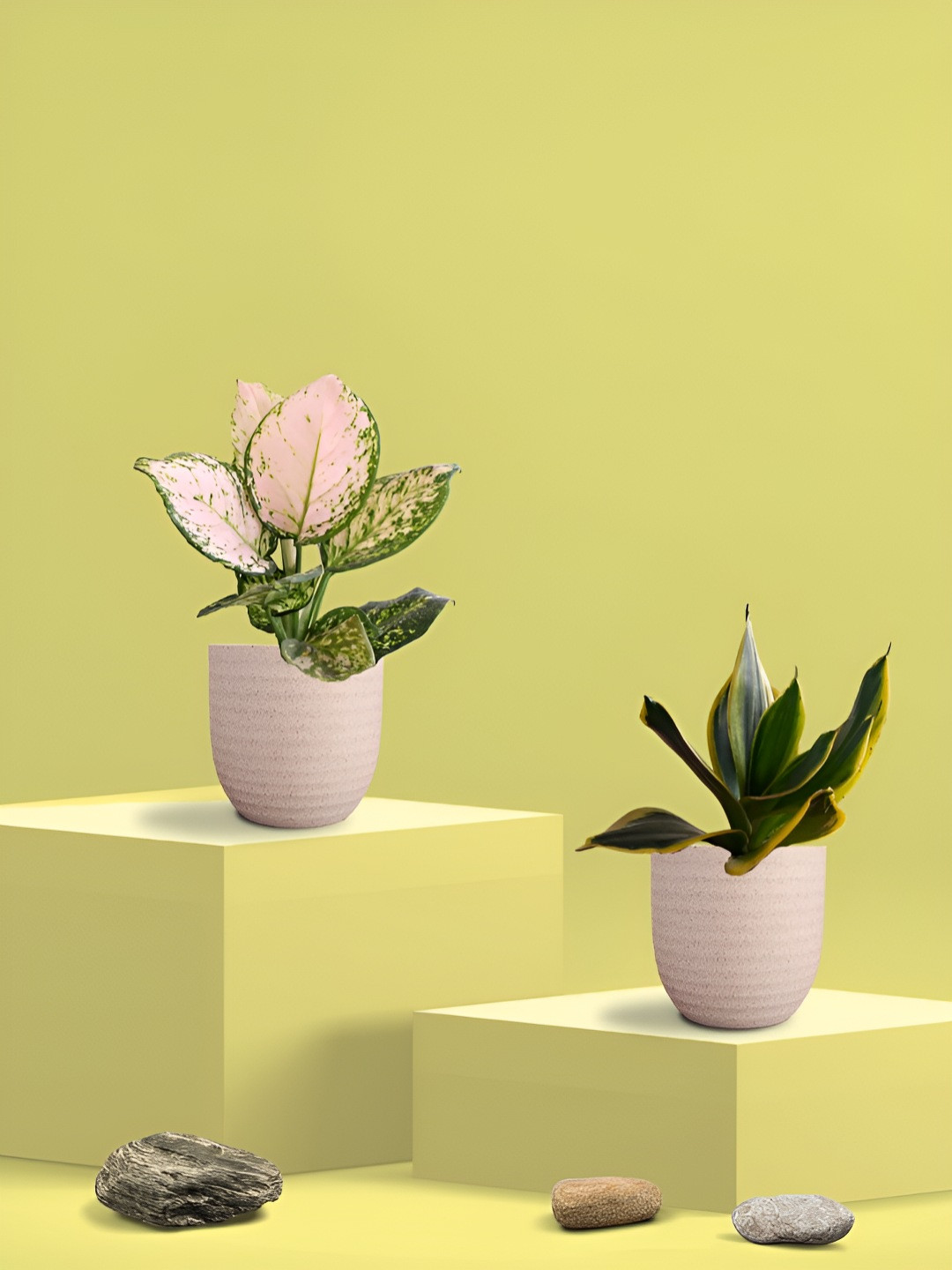 Greenkin Green & Cream Coloured 2 Pieces Snake & Aglaonema Wishes Live Plant With Eco Pot