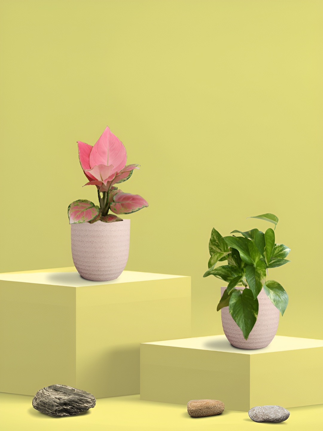 Greenkin Green & Pink 2 Pieces Indoor King Plant & Aglaonema Live Plant With Eco Pot