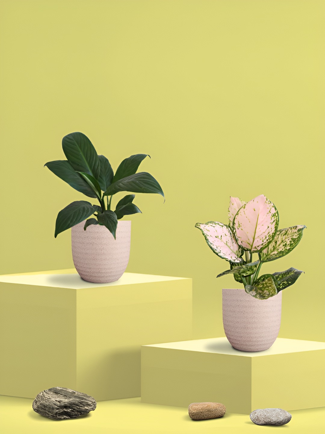 Greenkin 2Pcs Indoor Aglaonema Wishes & Peace Lily Live Plant With Eco Pot - 22 cm