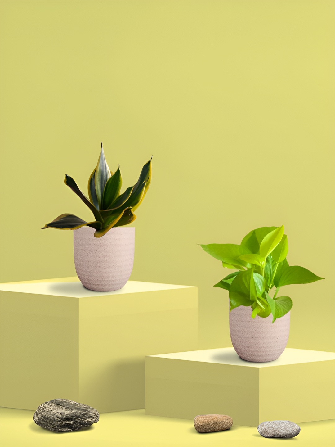 Greenkin Green & Cream Coloured 2 Pieces Indoor Snake & Pothos Live Plant With Eco Pot